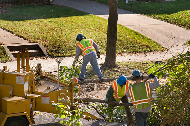 Best Hazardous Tree Removal  in Walters, OK